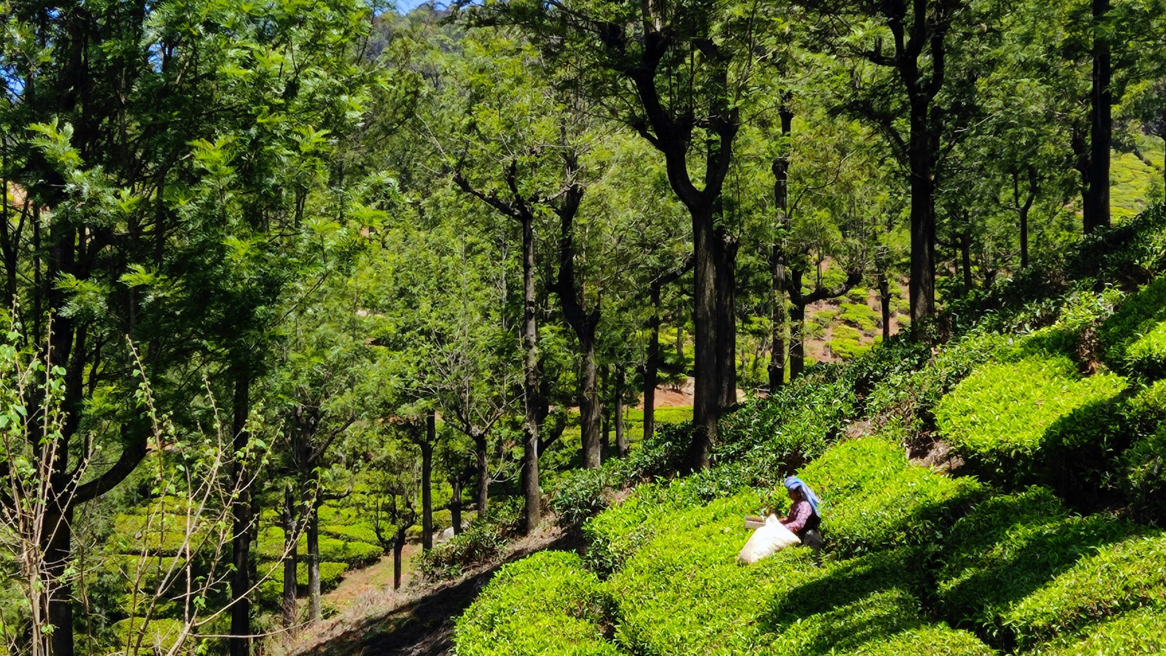 North Sikkim with Darjeeling – 8 Days Himalayan Escape